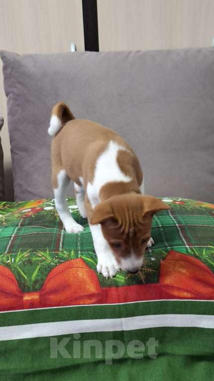 Собаки в Краснокамске: Продажа щенков. Мальчик, 60 000 руб. - фото 3