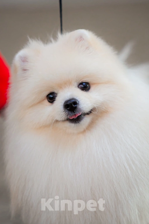 Собаки в Челябинске: Вязка  Мальчик, 1 руб. - фото 5