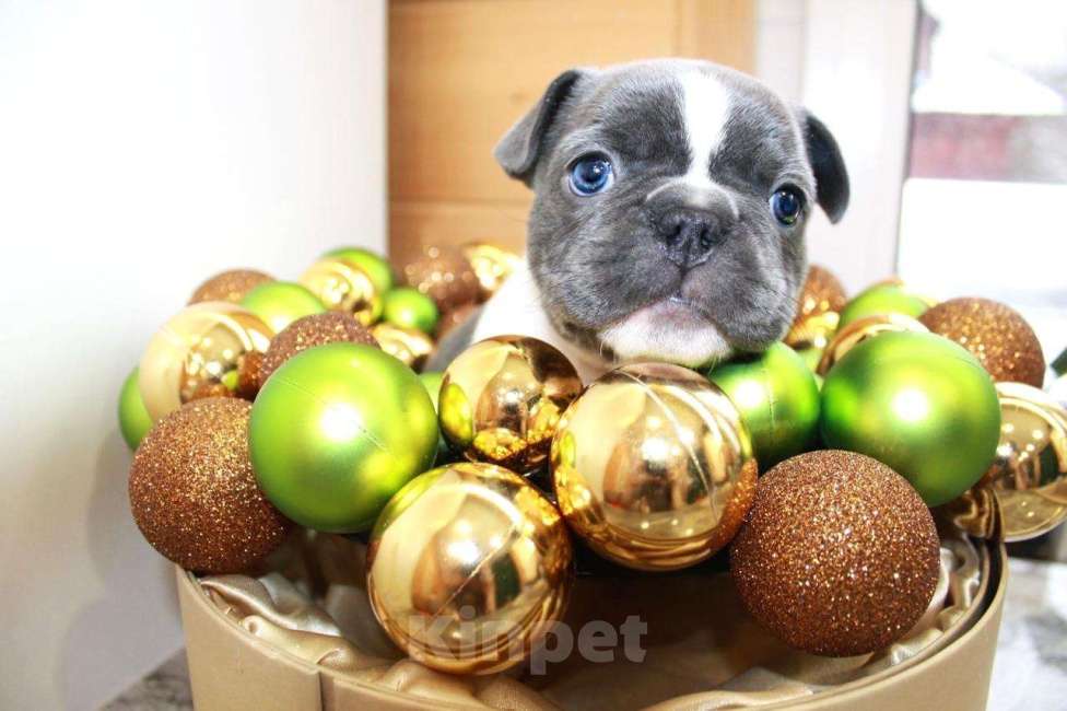 Собаки в Москве: Французские бульдоги Девочка, 100 000 руб. - фото 7