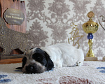 Собаки в Новосибирске: Мальчишки английского кокер спаниеля Мальчик, 45 000 руб. - фото 5