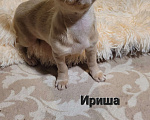 Собаки в Москве: Чихуахуа лиловая девочка Ириш Девочка, Бесплатно - фото 3