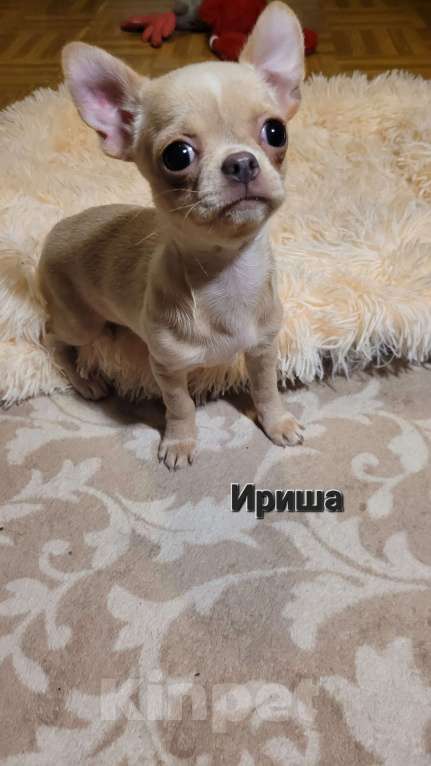 Собаки в Москве: Чихуахуа лиловая девочка Ириш Девочка, Бесплатно - фото 3