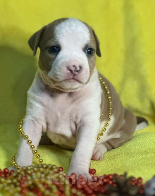 Собаки в Магадане: Щенки Стаффордширского терьера Девочка, 60 000 руб. - фото 3