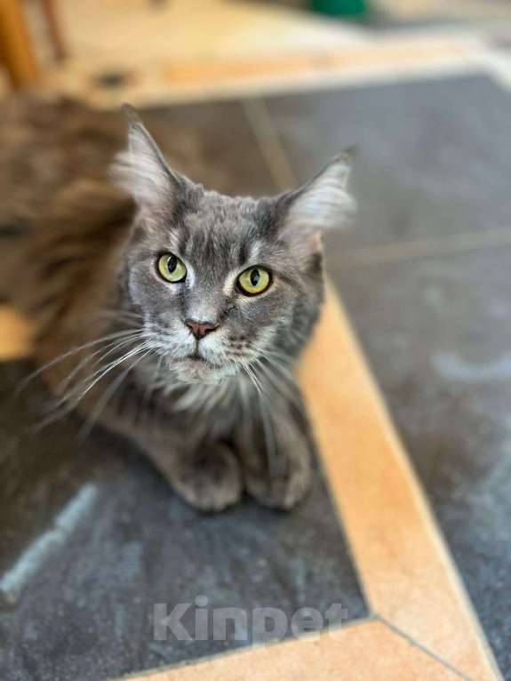 Кошки в Москве: Люся ищет дом Девочка, Бесплатно - фото 2