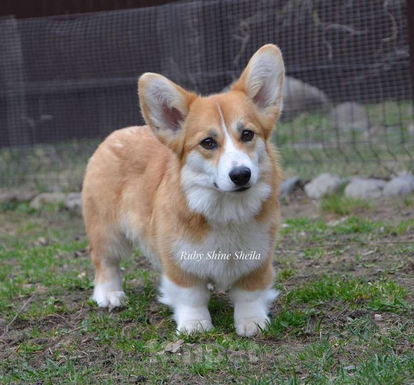 Собаки в Санкт-Петербурге: Девочка вельш корги пемброк Девочка, Бесплатно - фото 2