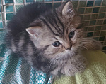 Кошки в Калининграде: Элитные котята из питомника Мальчик, 25 000 руб. - фото 6