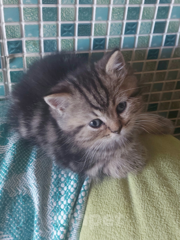 Кошки в Калининграде: Элитные котята из питомника Мальчик, 25 000 руб. - фото 6