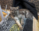 Кошки в Котельнике: отдам котенка, помесь шотландца. Подкинули под дверь нехорошие люди Девочка, 2 000 руб. - фото 1