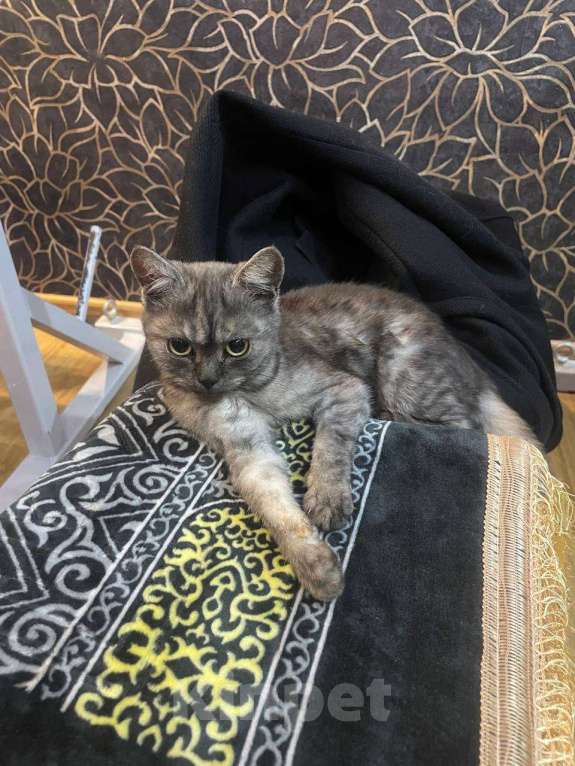Кошки в Котельнике: отдам котенка, помесь шотландца. Подкинули под дверь нехорошие люди Девочка, 2 000 руб. - фото 1