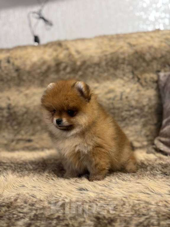 Собаки в Самаре: Мини шпиц Девочка, 85 000 руб. - фото 4