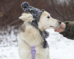 Собаки в Москве: Совсем небольшая ласковая Милка в поисках дома Девочка, Бесплатно - фото 4