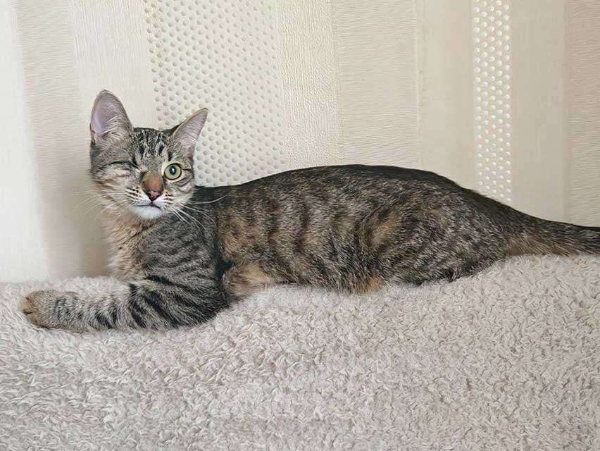 Кошки в Москве: Минитигренок Лора, ласковая кошечка-подросток ищет дом Девочка, Бесплатно - фото 7