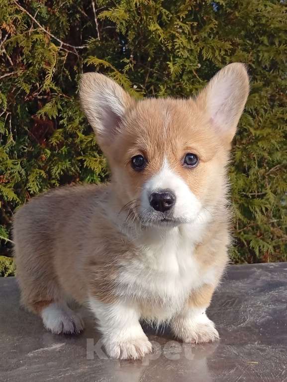 Собаки в Печоре: Щенки вельш корги пемброк Девочка, 50 000 руб. - фото 7