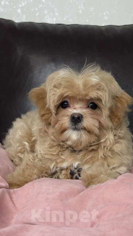 Собаки в Москве: Мальтипу f1 девочка Малинка  Девочка, 230 000 руб. - фото 5