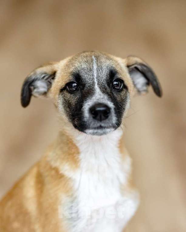 Кошки в Москве: Комочек ласки и нежности Лизи ищет дом. Девочка, Бесплатно - фото 6