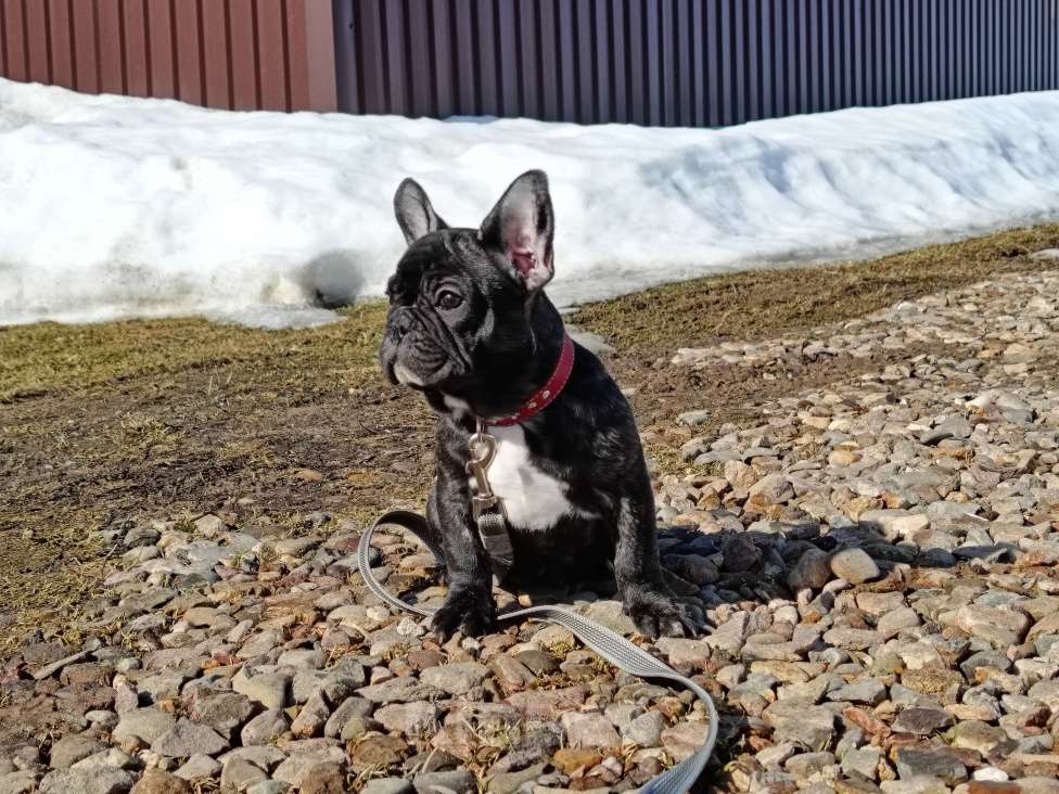 Собаки в Москве: Дуняша Девочка, 45 000 руб. - фото 4