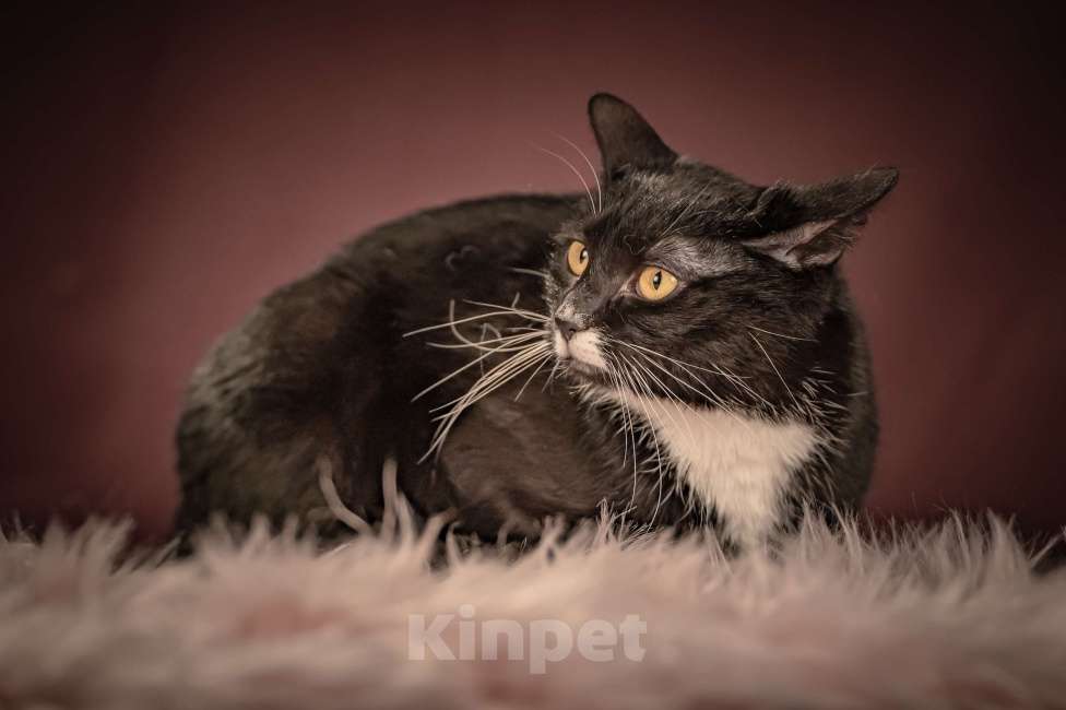 Кошки в Клине: Котюлька — очаровательная молодая кошечка Девочка, Бесплатно - фото 1