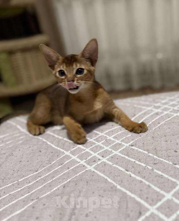 Кошки в Краснодаре: Абиссинские котята готовы к переезду  Девочка, 30 000 руб. - фото 4