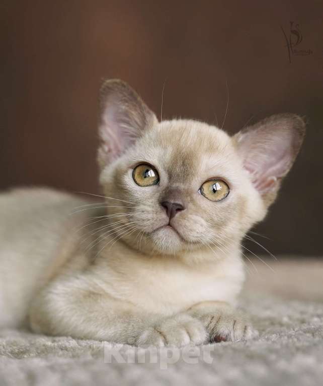 Кошки в Москве: Европейская Бурма шоколадная Девочка Девочка, Бесплатно - фото 5