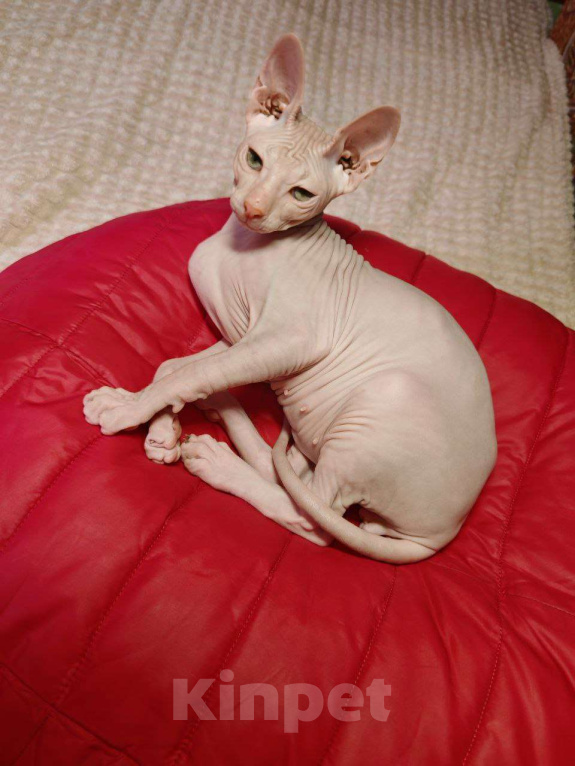 Кошки в Новосибирске: Продам котенка Донского сфинкса с родословной, Мальчик, Бесплатно - фото 1