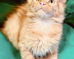 Кошки в Москве: Рыжий котенок Мальчик, 45 000 руб. - фото 2