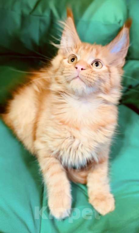 Кошки в Москве: Рыжий котенок Мальчик, 45 000 руб. - фото 2