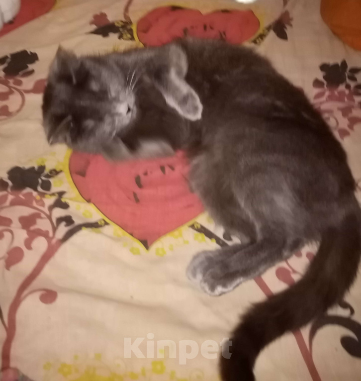 Кошки в Новосибирске: Ищем кота русской голубой из линии Жемчуг для вязки. Девочка, Бесплатно - фото 2