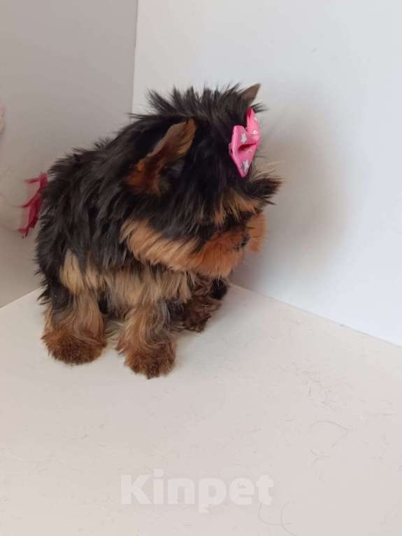 Собаки в других городах Московской области: Крошка Элис Девочка, 90 000 руб. - фото 3