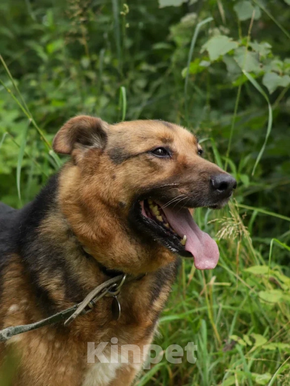 Собаки в Ногинске: Гриша Мальчик, Бесплатно - фото 2
