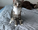 Кошки в Санкт-Петербурге: Котята в добрые руки Девочка, Бесплатно - фото 3