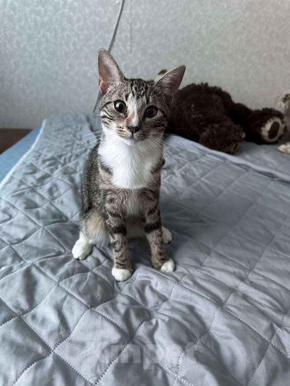 Кошки в Санкт-Петербурге: Котята в добрые руки Девочка, Бесплатно - фото 3