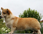 Собаки в Москве: вельш корги пемброк щенки от Интерчемпиона Девочка, 70 000 руб. - фото 7
