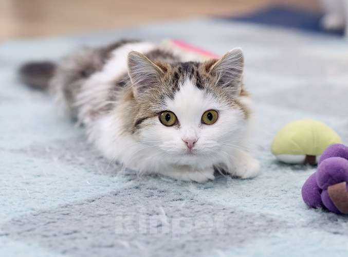 Кошки в Москве: Ласковый и ручной пушистый котенок Котя в добрые руки Мальчик, 1 руб. - фото 5