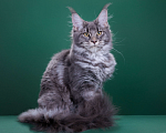 Кошки в Красногорске: Котенок крупный Девочка, Бесплатно - фото 5