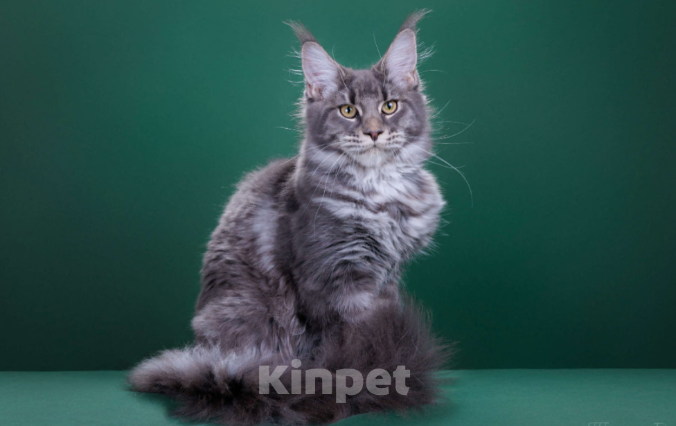 Кошки в Красногорске: Котенок крупный Девочка, Бесплатно - фото 5