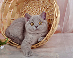 Кошки в Санкт-Петербурге: Британская милашка - сладкая мордашка Девочка, 50 000 руб. - фото 9