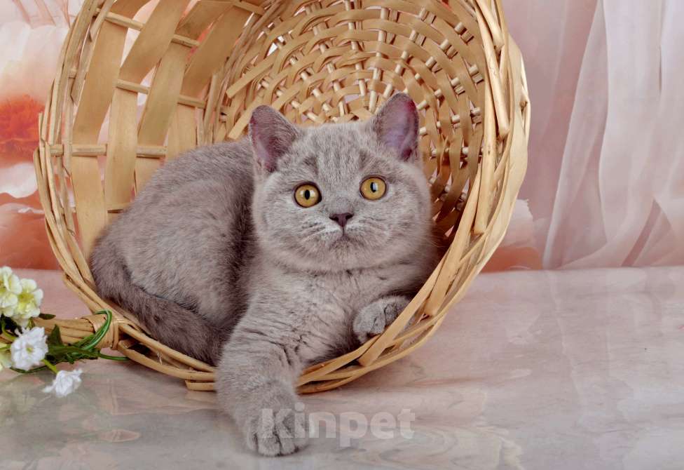 Кошки в Санкт-Петербурге: Британская милашка - сладкая мордашка Девочка, 50 000 руб. - фото 9