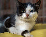 Кошки в Санкт-Петербурге: Феликс ищет дом Мальчик, Бесплатно - фото 2