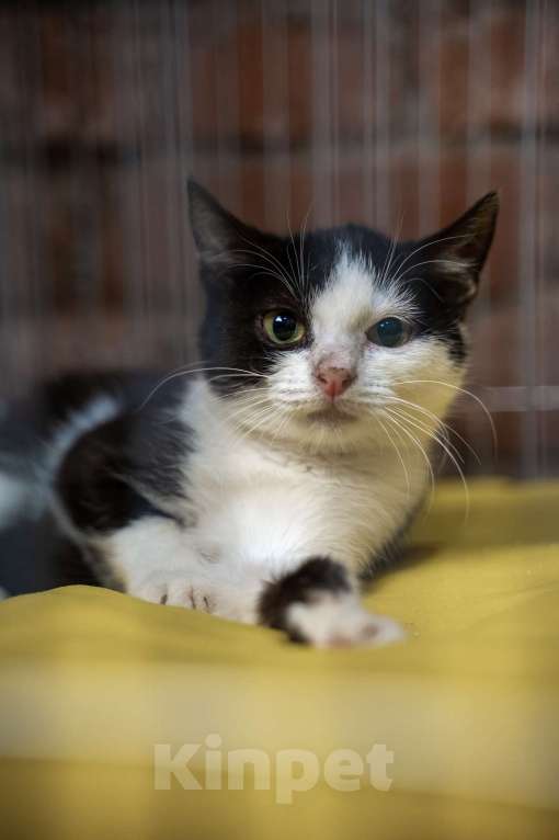 Кошки в Санкт-Петербурге: Феликс ищет дом Мальчик, Бесплатно - фото 2