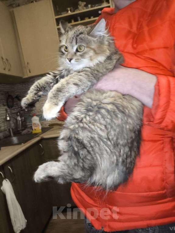 Кошки в Казани: Котенок подросток Девочка, Бесплатно - фото 2