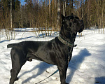 Собаки в Красноармейске: Вязка кане-корсо, 2 000 руб. - фото 2