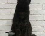 Кошки в Сертолово: продам котят, 25 000 руб. - фото 2