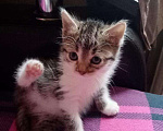 Кошки в Новокубанске: Котёнок девочка Девочка, 100 руб. - фото 4