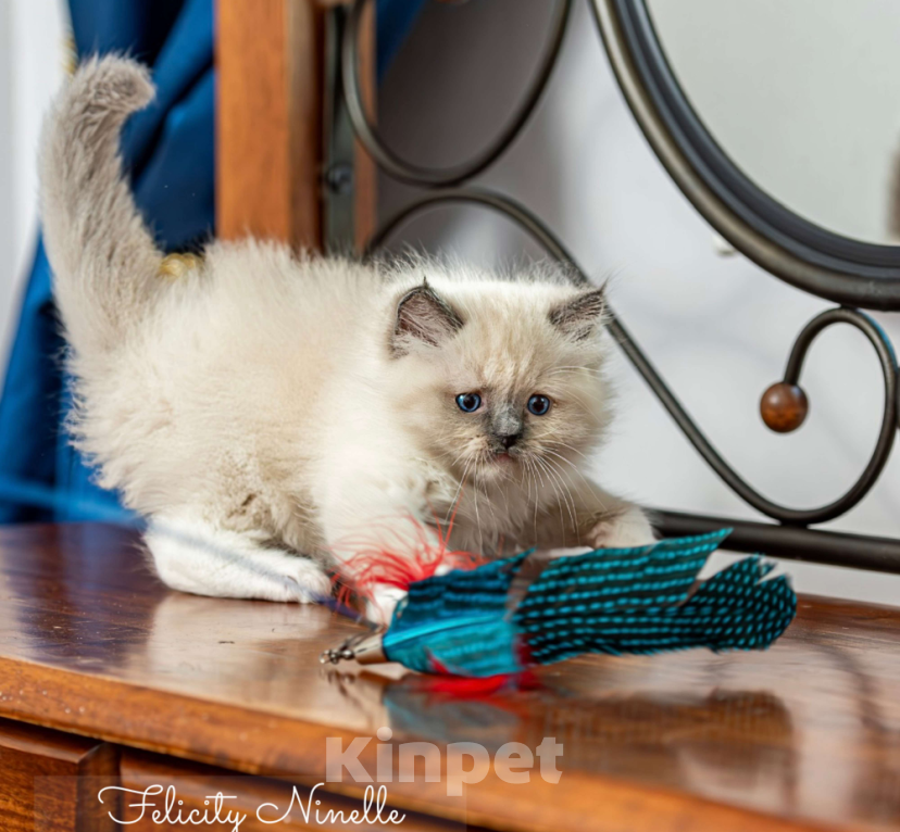 Кошки в Московском: котята рэгдолл Мальчик, Бесплатно - фото 2