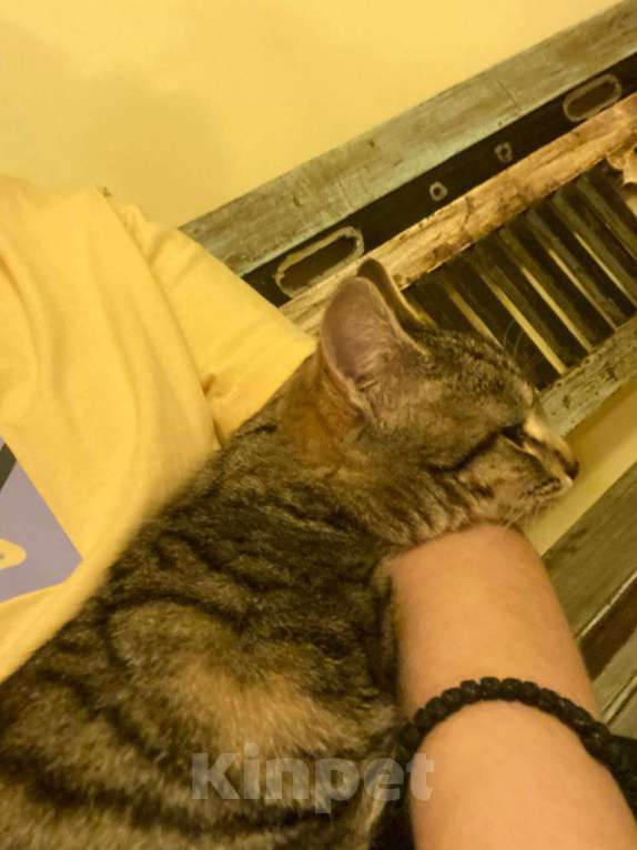 Кошки в других городах Московской области: Ласковых котят в любящую семью   Мальчик, Бесплатно - фото 2