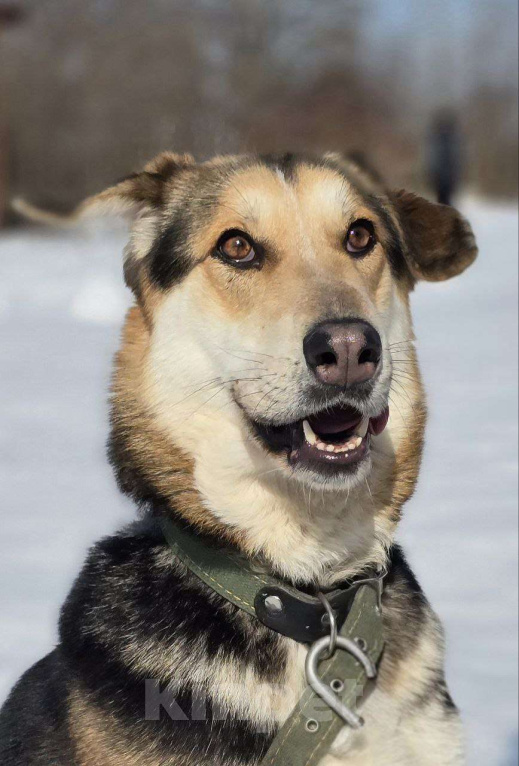 Собаки в Королеве: Нежная Лаура ждет свою семью Девочка, Бесплатно - фото 5