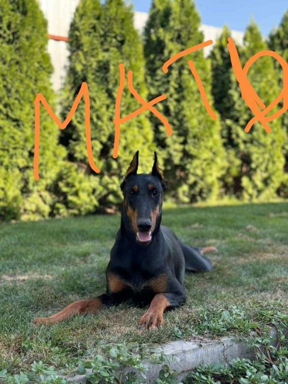 Собаки в других городах Краснодарского края: Щенки добермана Мальчик, 25 000 руб. - фото 2