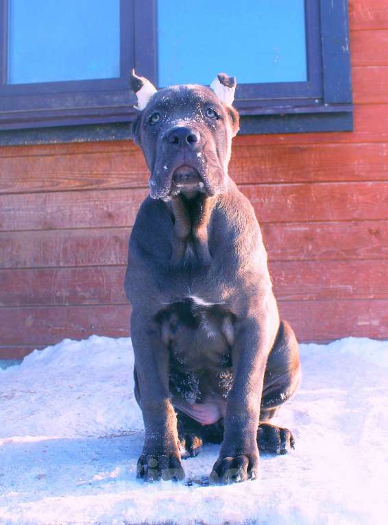 Собаки в Улане-Удэ: Кане корсо. Верные друзья. Мальчик, 80 000 руб. - фото 4