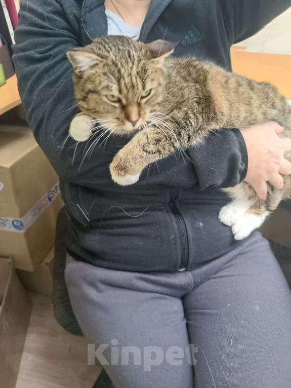 Кошки в Калуге: Кошка Девочка, Бесплатно - фото 2