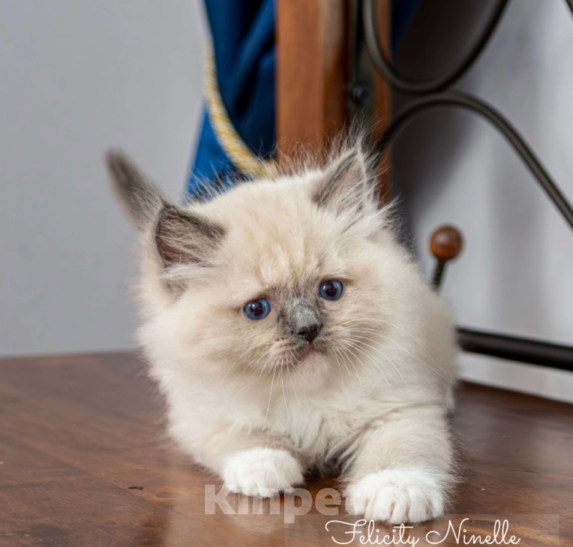 Кошки в Московском: котята рэгдолл Мальчик, Бесплатно - фото 1